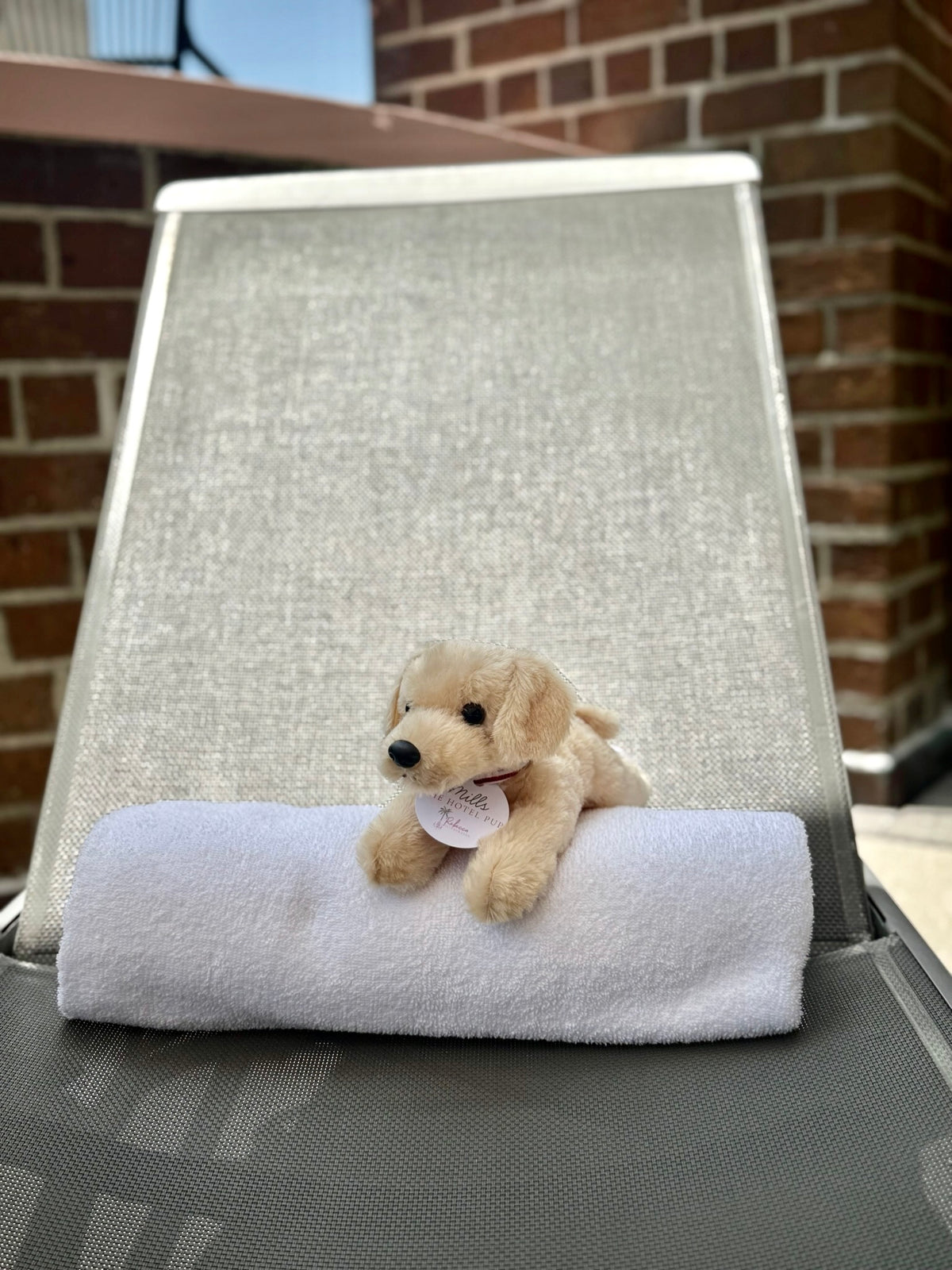 The Mills House Pup