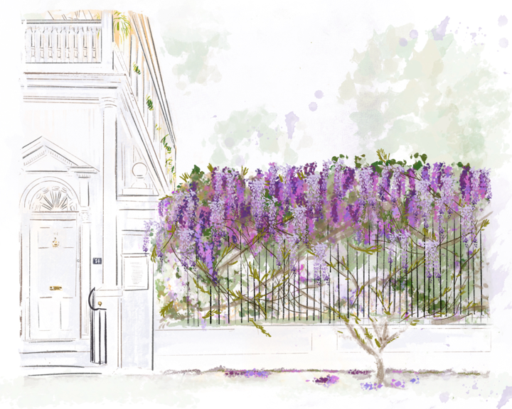 WISTERIA IN SPRING- ART PRINT