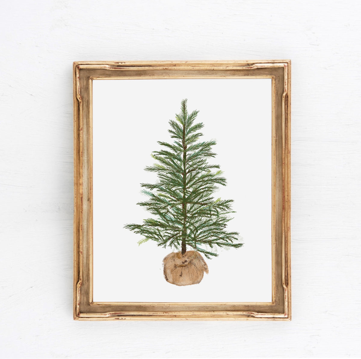 Illustration of a simple evergreen tree wrapped in burlap at the base on a clean white background — artwork by Rebecca Illustrated